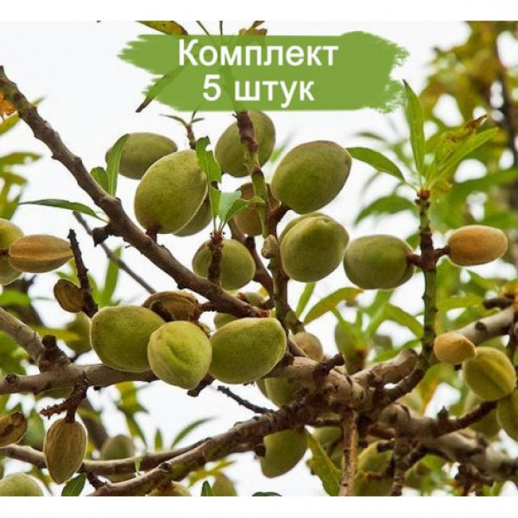 Комплект 5шт / Миндаль Прибрежный - Высокое качество и натуральность Комплект 5шт / Миндаль Прибрежный - Высокое качество и натуральность